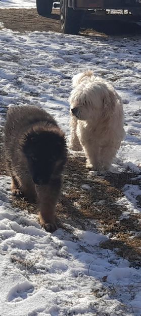 Screenshot_20220122-141232_Gallery - pisica si caini