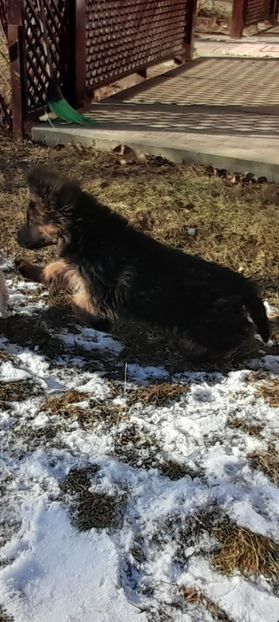 Screenshot_20220122-140930_Gallery - pisica si caini