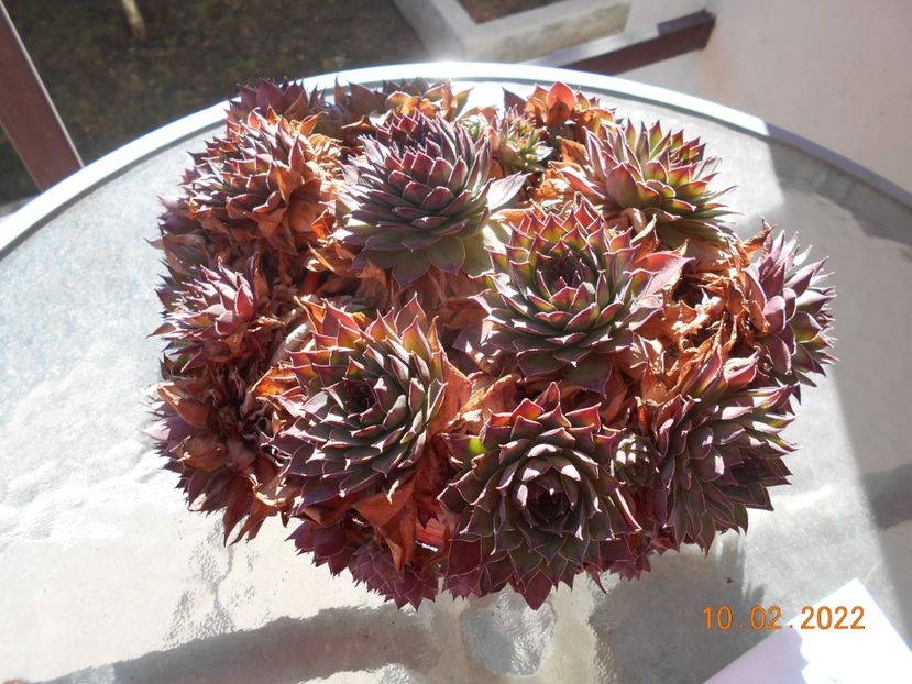  - 02 Iarna 2021-2022