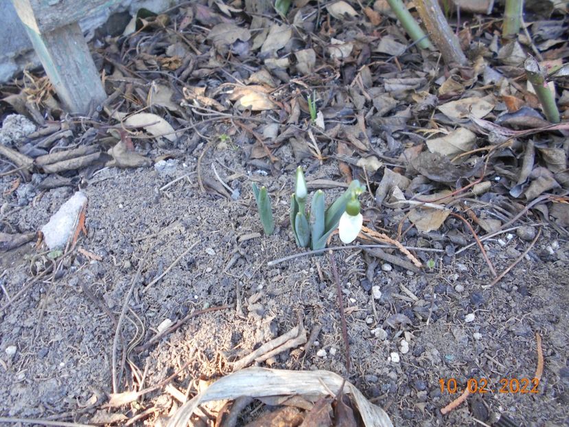  - 02 Iarna 2021-2022