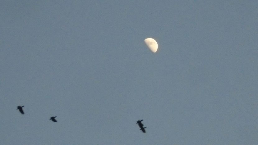 Primul patrar al Lunii in gemeni - Luna - Soarele si norii - 3