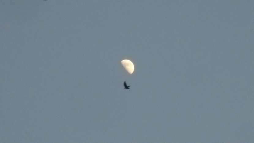 Primul patrar al Lunii in gemeni - Luna - Soarele si norii - 3