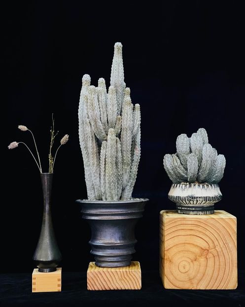 Euphorbia abdelkuri - Vase - aranjamente - accesorii