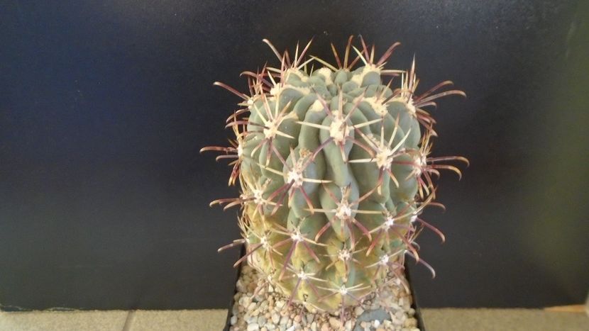 Sclerocactus uncinatus ssp. crassihamatus v. mathssonii (-12C) - Cactusi 2021 bis