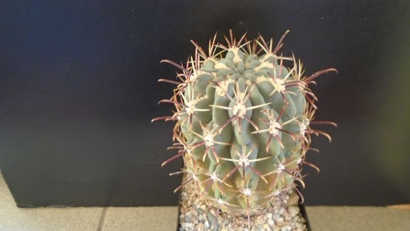 Sclerocactus uncinatus ssp. crassihamatus v. mathssonii (-12C) - Cactusi 2021 bis