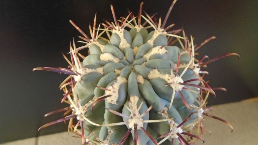 Sclerocactus uncinatus ssp. crassihamatus v. mathssonii (-12C) - Cactusi 2021 bis
