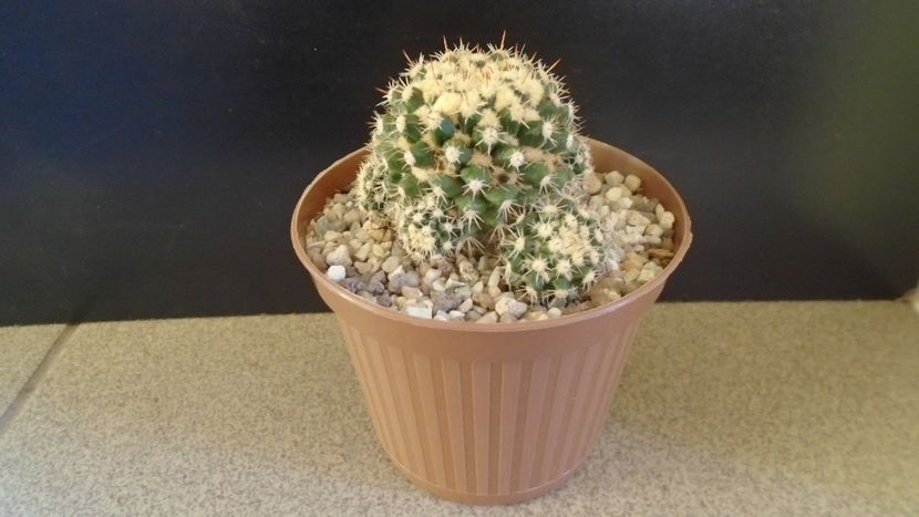 Mammillaria voburnensis ssp. eichlamii, Honduras si Chiapas, Mx. - Cactusi 2021 bis
