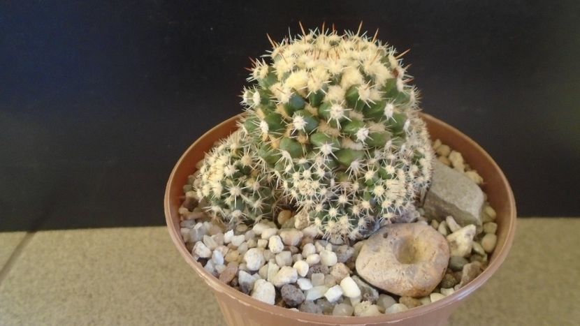 Mammillaria voburnensis ssp. eichlamii, Honduras si Chiapas, Mx. - Cactusi 2021 bis