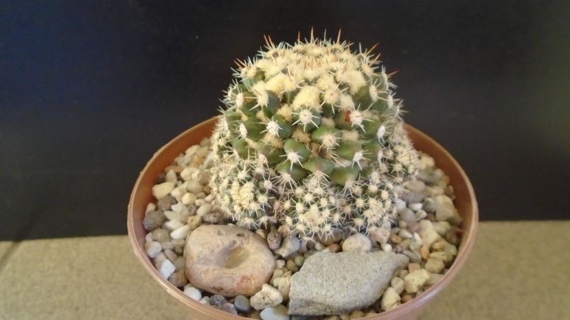 Mammillaria voburnensis ssp. eichlamii, Honduras si Chiapas, Mx. - Cactusi 2021 bis