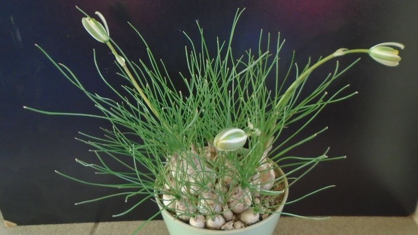 Albuca polyphylla “Augrabies Hills”, Africa de Sud - Caudiciforme - pachycaule si bulboase 2021