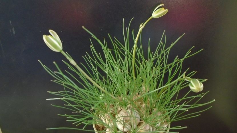 Albuca polyphylla “Augrabies Hills”, Africa de Sud - Caudiciforme - pachycaule si bulboase 2021