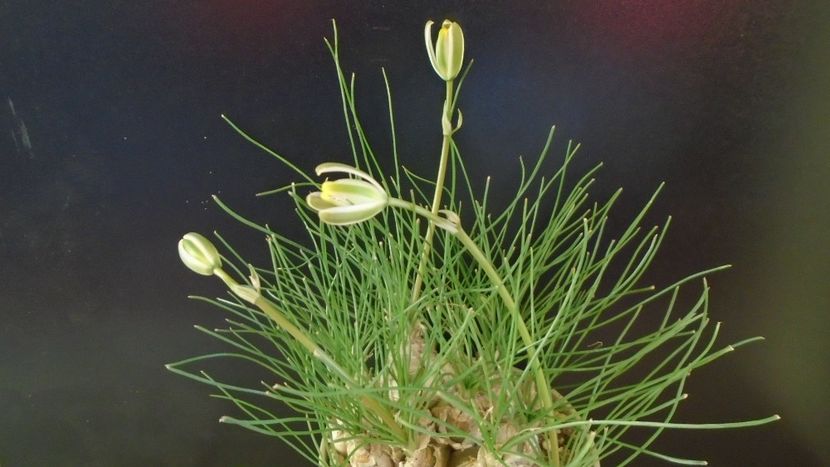 Albuca polyphylla “Augrabies Hills”, Africa de Sud - Caudiciforme - pachycaule si bulboase 2021