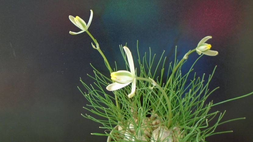 Albuca polyphylla “Augrabies Hills”, Africa de Sud - Caudiciforme - pachycaule si bulboase 2021