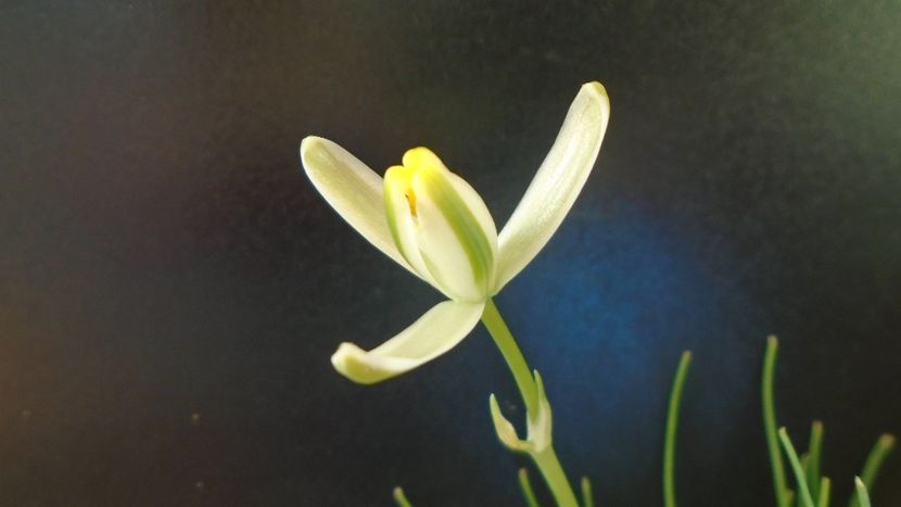 Albuca polyphylla “Augrabies Hills”, Africa de Sud - Caudiciforme - pachycaule si bulboase 2021