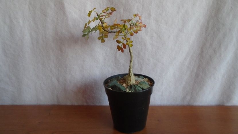 Pachycormus discolor, Peninsula Baja, California, Mx. - Caudiciforme - pachycaule si bulboase 2021