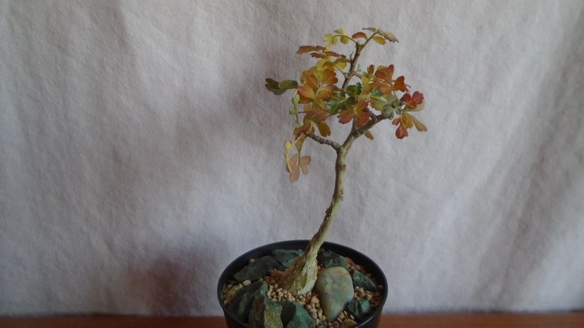 Pachycormus discolor, Peninsula Baja, California, Mx. - Caudiciforme - pachycaule si bulboase 2021