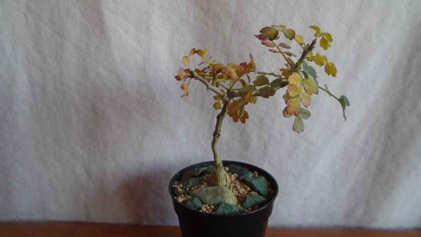 Pachycormus discolor, Peninsula Baja, California, Mx. - Caudiciforme - pachycaule si bulboase 2021