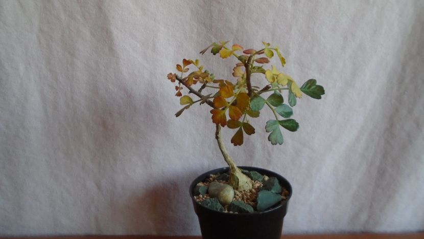 Pachycormus discolor, Peninsula Baja, California, Mx. - Caudiciforme - pachycaule si bulboase 2021