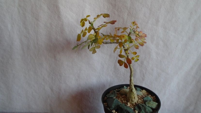 Pachycormus discolor, Peninsula Baja, California, Mx. - Caudiciforme - pachycaule si bulboase 2021