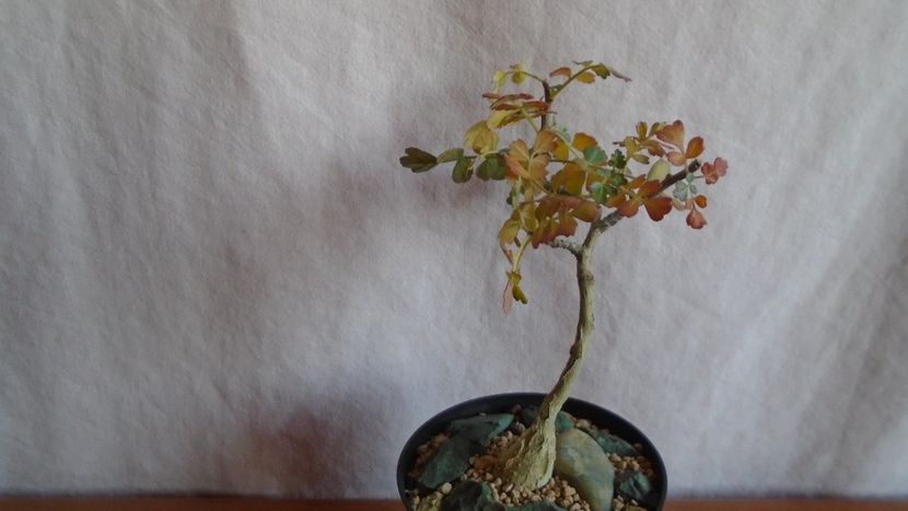 Pachycormus discolor, Peninsula Baja, California, Mx. - Caudiciforme - pachycaule si bulboase 2021