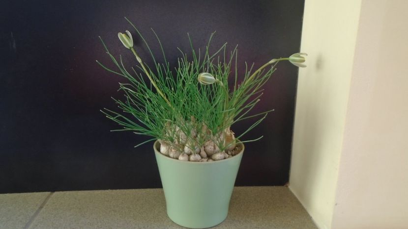 28 ian. 2022 -  Albuca polyphylla “Augrabies Hills” - Flori in plina iarna