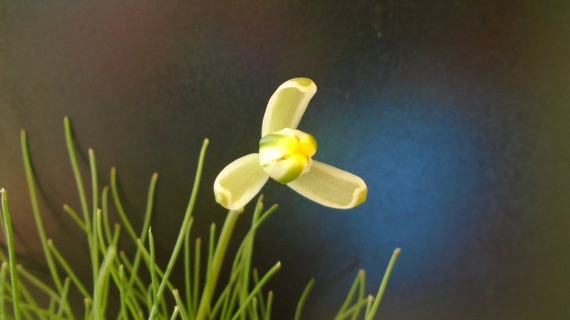 28 ian. 2022 -  Albuca polyphylla “Augrabies Hills” - Flori in plina iarna