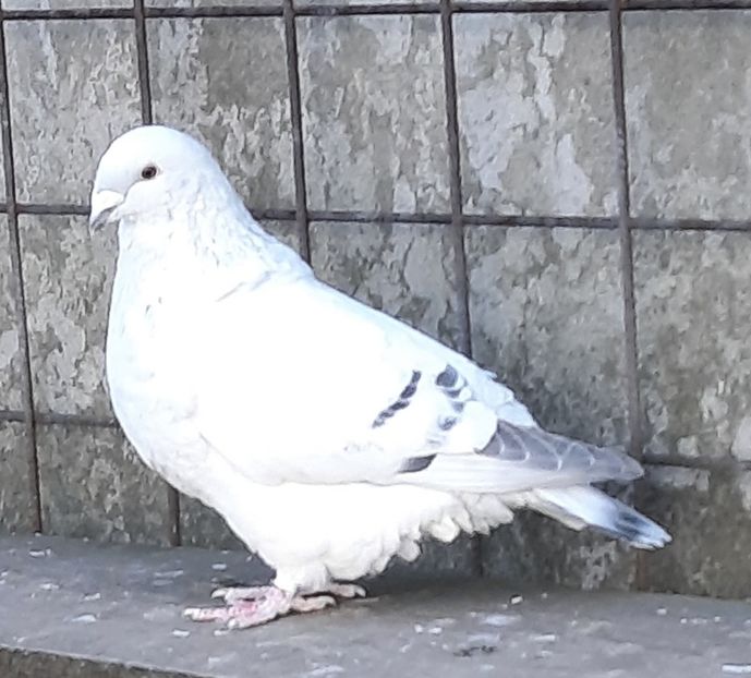  - Voliera