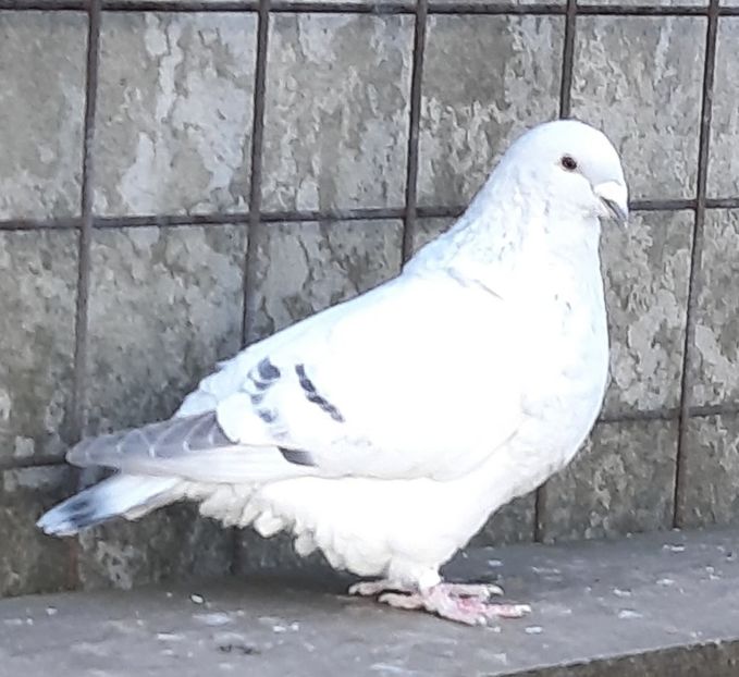  - Voliera
