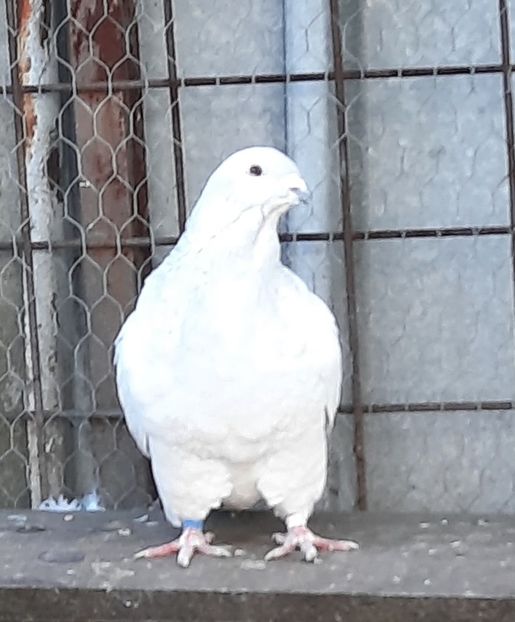  - Voliera