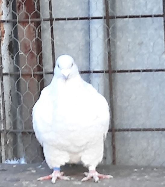  - Voliera
