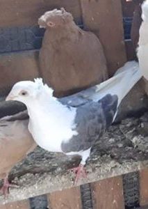 received_312232497599783 - 5-Jucatori de Amara