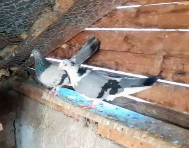 received_346181337358783 - 4-Jucatori de Galati