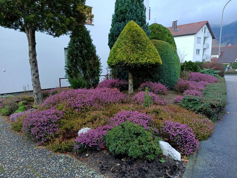 Img.2022.02.11-Erika - Grădina mea