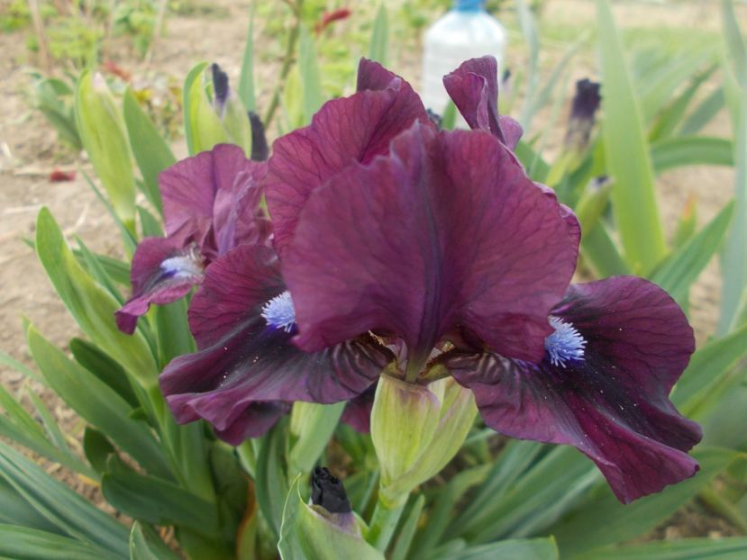 DISPONIBIL 1 BUC - IRISI PITICI DISPONIBILI 2022