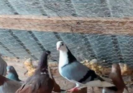 received_805021490894179 - 4-Jucatori de Galati