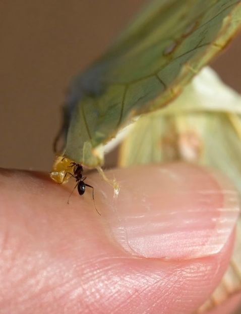 hi everyone. looking to sap some life and energy from others - Collection of Tintypes