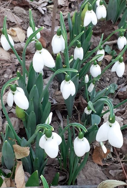  - FEBRUARIE