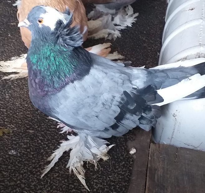 vândută lui Sorin Topîrcean - Porumbei VÂNDUȚI