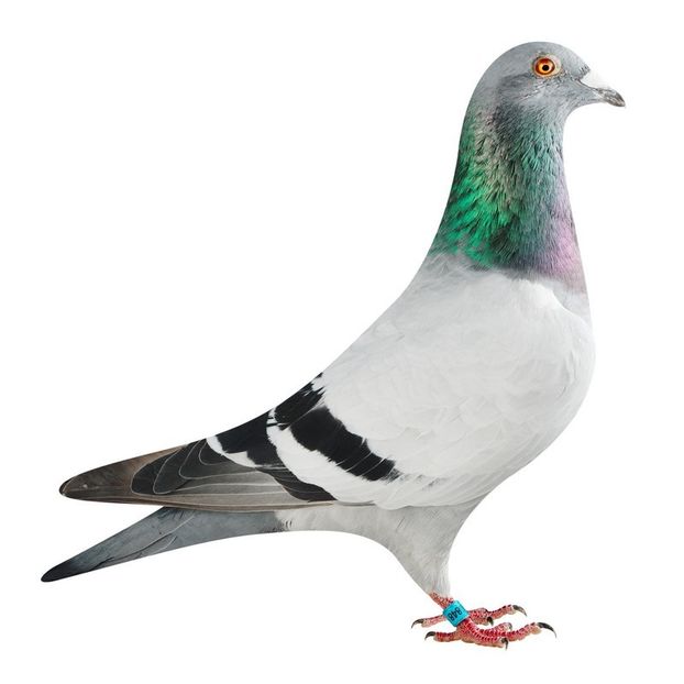  - Willy Cokelaere - Belg-2021