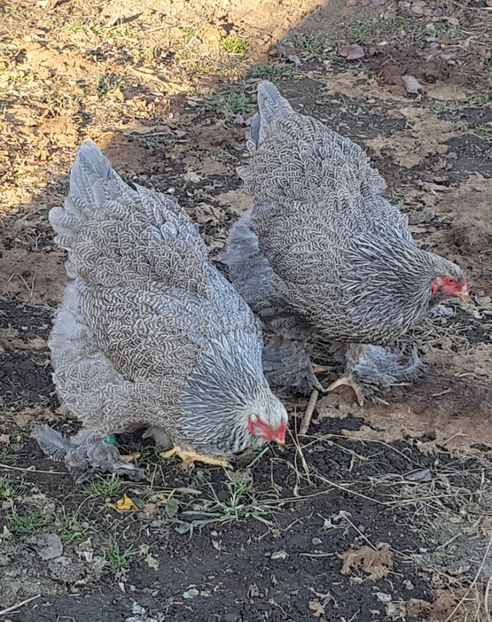  - B__Brahma Silver orange