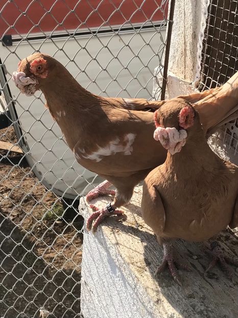 M2016 2020 - Berberi2022