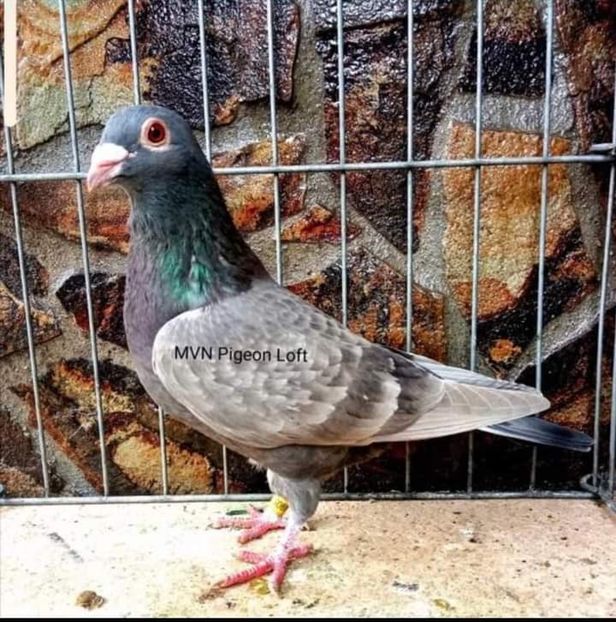  - Nu îmi aparțin 3