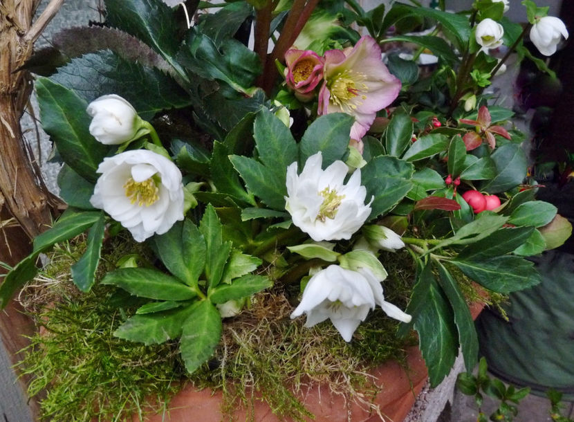  - Helleborus - Spanz