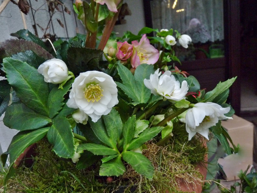  - Helleborus - Spanz