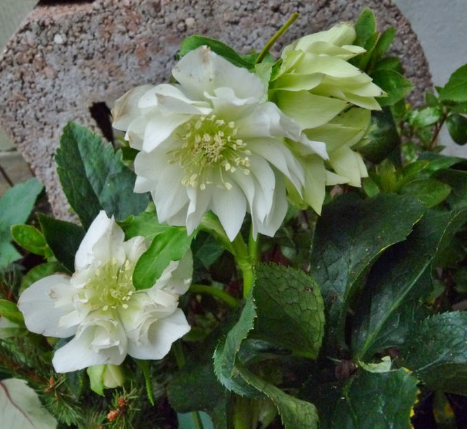  - Helleborus - Spanz