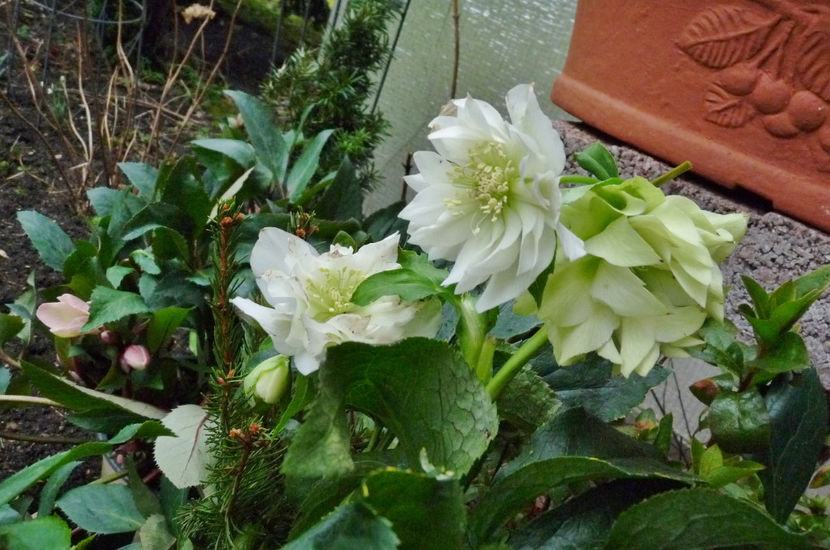  - Helleborus - Spanz