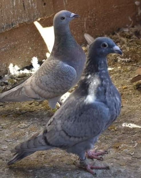  - Nu îmi aparțin 3