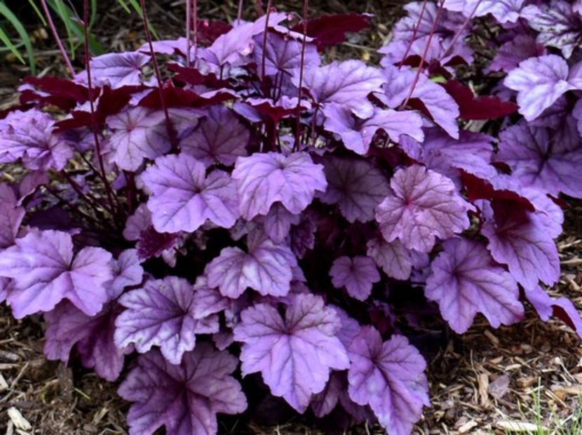 heuchera-pink-panther - aaa Comanda plante 2022 2023 2024