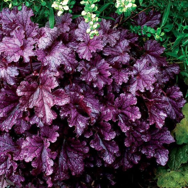 Heuchera-Forever-Purple - aaa Comanda plante 2022 2023 2024