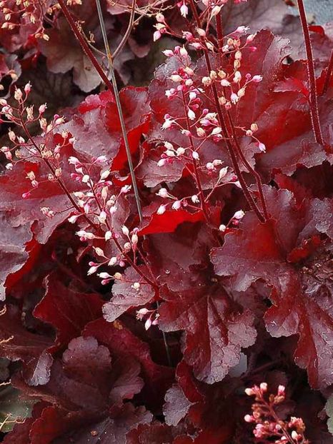 Heuchera-Forever-Red - aaa Comanda plante 2022 2023 2024